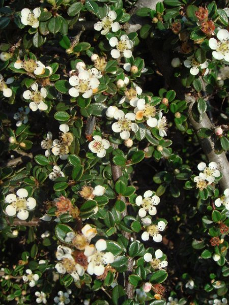 Cotoneaster microphylla 'Melanotricha' fleur P12 P15